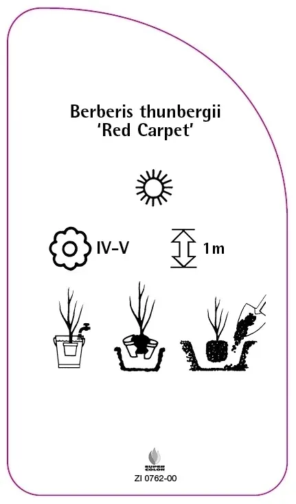 etykiety-berberys-thunberga-red-carpet