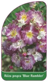 etykiety-szkolkarskie-roza-pnaca-blue-rambler