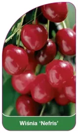 etykiety-szkolkarskie-z-gumka-wisnia-nefris