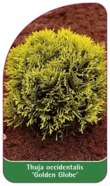 etykiety-tuja-zywotnik-zachodni-golden-globe