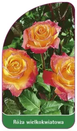 etykiety-z-gumka-roza-wielkokwiatowa-nr-258