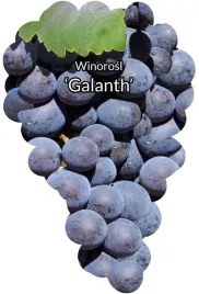 etykiety-szkolkarskie-winorosl-galanth