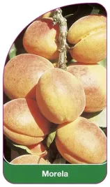 etykiety-szkolkarskie-z-gumka-morela-6