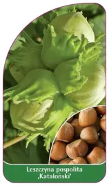 etykiety-leszczyna-pospolita-katalonski