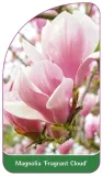 etykiety-magnolia-fragrant-cloud