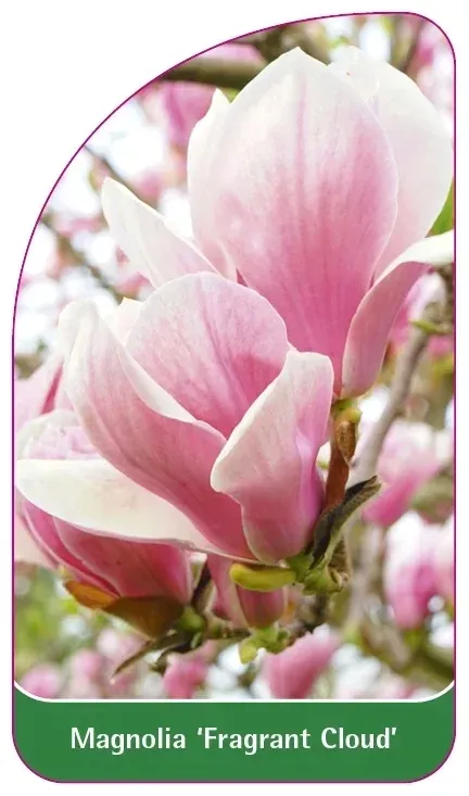 etykiety-magnolia-fragrant-cloud-stan-nowy