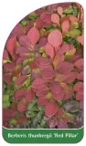 etykiety-berberys-thunberga-red-pillar