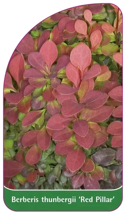 etykiety-berberys-thunberga-red-pillar-stan-nowy
