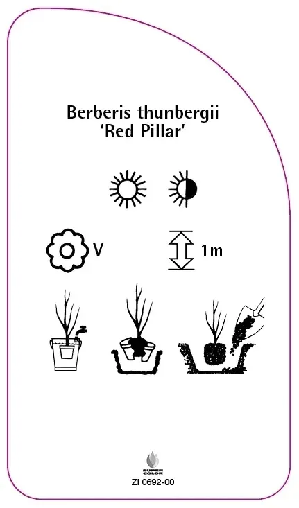 etykiety-berberys-thunberga-red-pillar