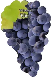 etykiety-szkolkarskie-winorosl-efiop