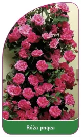 etykiety-szkolkarskie-roza-pnaca-nr-321