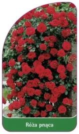 etykiety-szkolkarskie-roza-pnaca-nr-319