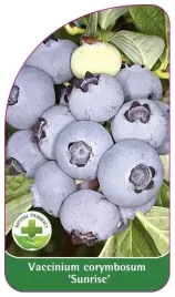 etykiety-szkolkarskie-borowka-wysoka-sunrise