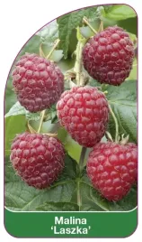 etykiety-szkolkarskie-z-gumka-malina-laszka