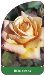 etykiety-szkolkarskie-roza-pienna-nr-7