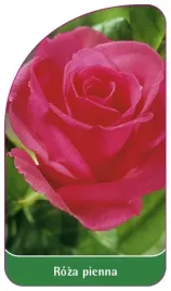 etykiety-szkolkarskie-roza-pienna-nr-11