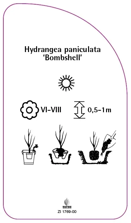 etykiety-hortensja-bukietowa-bombshell