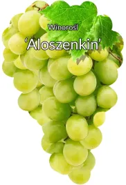 etykiety-szkolkarskie-winorosl-aloszenkin