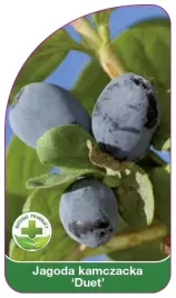 etykiety-szkolkarskie-jagoda-kamczacka-duet