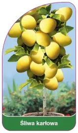 etykiety-szkolkarskie-z-gumka-sliwa-karlowa