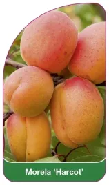 etykiety-szkolkarskie-z-gumka-morela-harcot