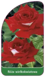 etykiety-z-gumka-roza-wielkokwiatowa-nr-227