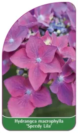 etykiety-hortensja-ogrodowa-speedy-lila