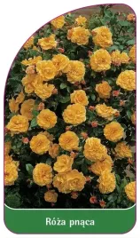 etykiety-szkolkarskie-roza-pnaca-nr-316