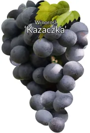 etykiety-szkolkarskie-winorosl-kazaczka