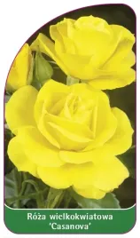 etykiety-roza-wielkokwiatowa-casanova-nr-536