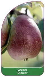 etykiety-szkolkarskie-do-roslin-grusza-dicolor