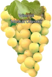 etykiety-szkolkarskie-winorosl-muskat-odeski