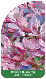etykiety-berberys-thunberga-pink-perfection