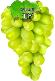 etykiety-szkolkarskie-winorosl-elf
