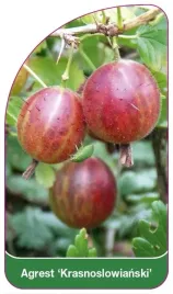 etykiety-szkolkarskie-agrest-krasnoslowianski