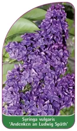 etykiety-lilak-pospolity-andenken-an-ludwig-spath