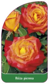 etykiety-szkolkarskie-roza-pienna-nr-23