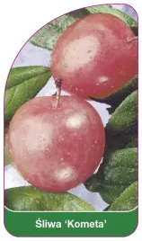 etykiety-szkolkarskie-z-gumka-sliwa-kometa