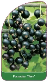 etykiety-szkolkarskie-z-gumka-porzeczka-tiben