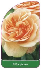 etykiety-szkolkarskie-roza-pienna-nr-59