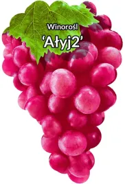 etykiety-szkolkarskie-winorosl-alyj2