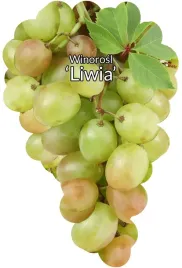 etykiety-szkolkarskie-winorosl-liwia