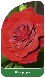 etykiety-szkolkarskie-roza-pnaca-nr-328