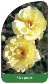 etykiety-szkolkarskie-roza-pnaca-nr-325