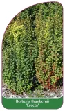 etykiety-berberys-thunberga-erecta