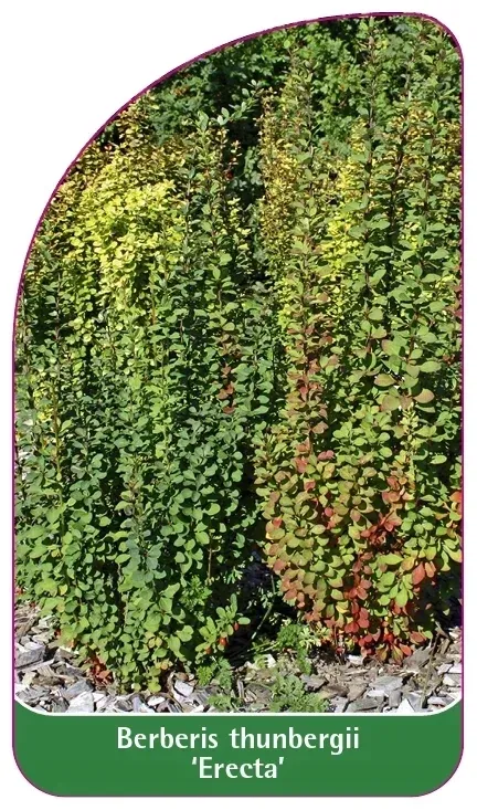 etykiety-berberys-thunberga-erecta-stan-nowy