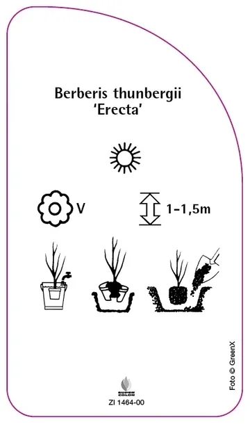 etykiety-berberys-thunberga-erecta-stan-nowy