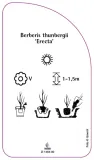 etykiety-berberys-thunberga-erecta-stan-nowy