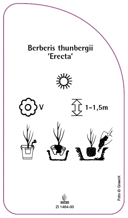 etykiety-berberys-thunberga-erecta