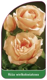 etykiety-z-gumka-roza-wielkokwiatowa-nr-220